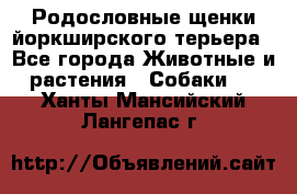 Родословные щенки йоркширского терьера - Все города Животные и растения » Собаки   . Ханты-Мансийский,Лангепас г.